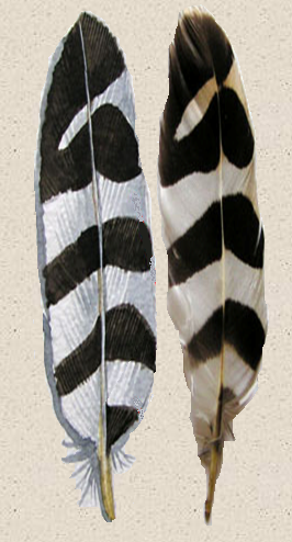 Disegno naturalistico 2Lezione